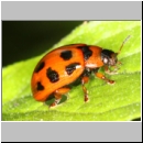 Gonioctena decemnotata - Blattkaefer 01b - OS-Niedringhaussee-TUEP.jpg